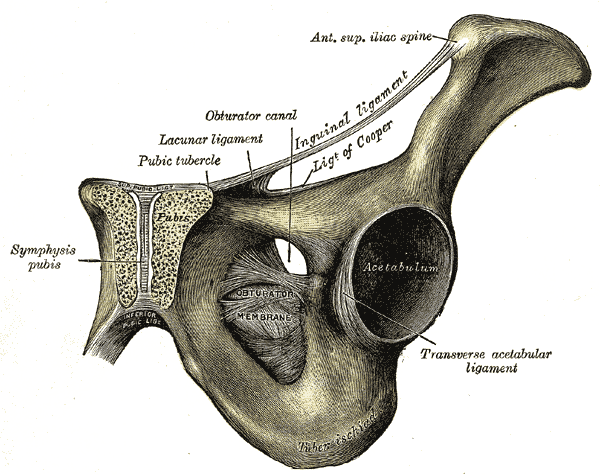 Anterior Superior Iliac Spine (ASIS)